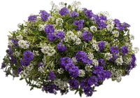 blommor----flowers - PNG gratuit