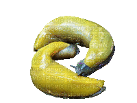 banana slug collaboration - GIF animate gratis