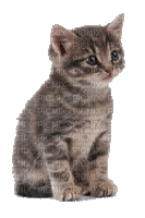 Kaz_Creations Cats Cat Kittens Kitten - 無料のアニメーション GIF