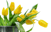 flower,tulip - ingyenes png