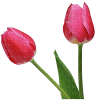 pink tulips Bb2 - Free PNG