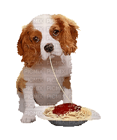 Dog Spaghetti Gif JitterBugGirl - GIF animé gratuit