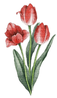 Tulpen, rot - gratis png