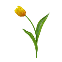желтый тюльпан - png gratuito