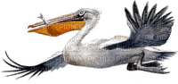 Pelican-RM - png gratuito