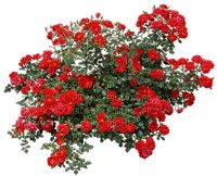 patrcia87 fleur - δωρεάν png