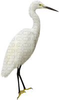 Storch - png gratuito