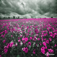 dolceluna poppy poppies field animated background - Free animated GIF
