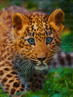 Babypanther - Безплатен анимиран GIF