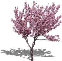 Cherry Blossom Tree - безплатен png