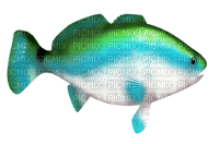 Fische - PNG gratuit