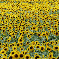 sunflowers - ingyenes png