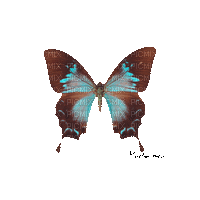 chantalmi   papillon butterfly blue blue turquoise - GIF animé gratuit
