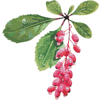 red barberry Bb2 - 免费PNG