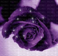 rose violette - Безплатен анимиран GIF