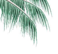 soave deco summer palm border animated green - Бесплатный анимированный гифка