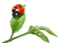 Kaz_Creations Ladybug 🐞 - png grátis