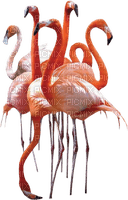 MMarcia flamingo bird