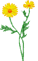 Blume, fleur, flower - Free animated GIF