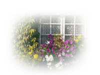 minou-winndow-flower-fönster - besplatni png