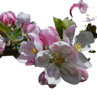 Apple Blossom - nemokama png