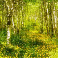 Wald, forest, forêt - GIF animé gratuit