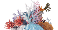 reef coral bp - zadarmo png