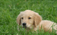 chiot - Free PNG