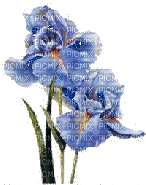 Iris. Flowers - GIF animé gratuit