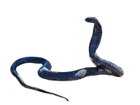 serpent,cobra, naja - ingyenes png