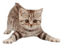 Y.A.M._Сats, kittens - PNG gratuit