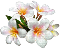 white flowers  Bb2 - 免费PNG