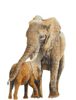 Kaz_Creations Elephants Elephant - zadarmo png