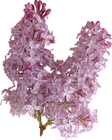 Sweet Lilac - Бесплатни анимирани ГИФ