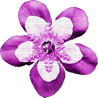 Snowflake.Flower.Purple.Animated - KittyKatLuv65 - Free animated GIF