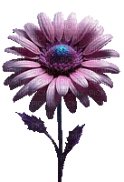 Flor - 無料のアニメーション GIF