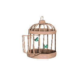 papillon-cage-libre-freedom