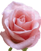 trandafir - darmowe png