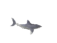 fish bp - Безплатен анимиран GIF