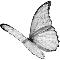 BUTTERFLY! - 免费PNG