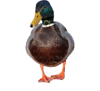 anka---duck---djur - png gratis