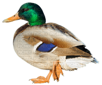 Kaz_Creations Birds Bird Duck - ücretsiz png