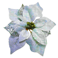 poinsettia blanc - png grátis