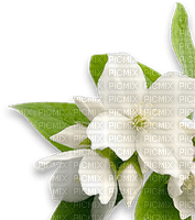 Flowers white bp - nemokama png