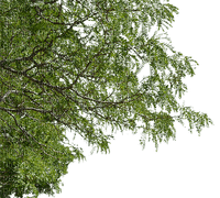 tree branch - PNG gratuit