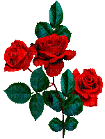 Red roses - GIF animado gratis