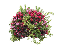 minou-garden flowers-fiori di giardino-Fleurs de jardin-trädgårdsblommor - zadarmo png