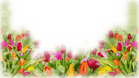 tulip flower - zdarma png