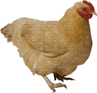 Brown Hen - Free PNG