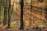 autumn,background - GIF animado gratis